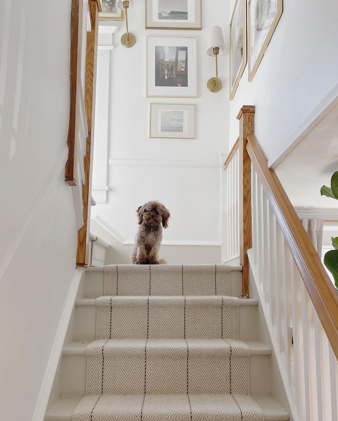 Peter Island Stripe Stair Runner / Broadloom