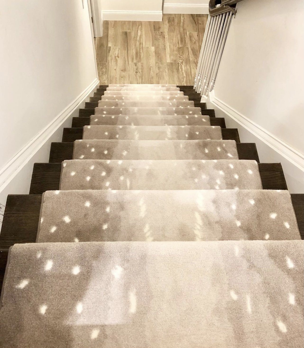 Exotic Escape I Stair Runner / Broadloom – Tapis Rugs & Carpet